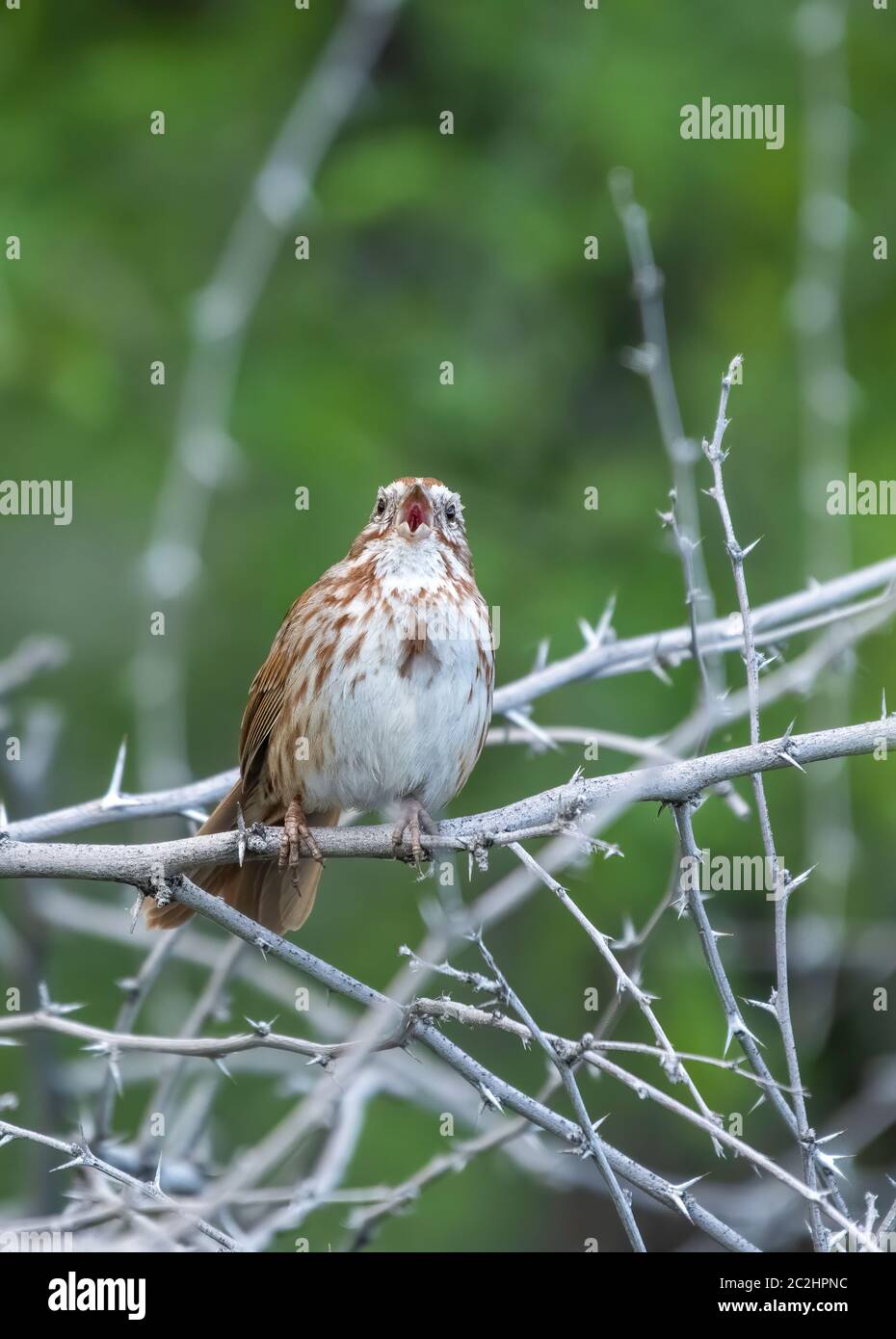 Song Sparrow, Melospiza melodia, im Ufergebiet von Water Ranch, Gilbert, Arizona Stockfoto