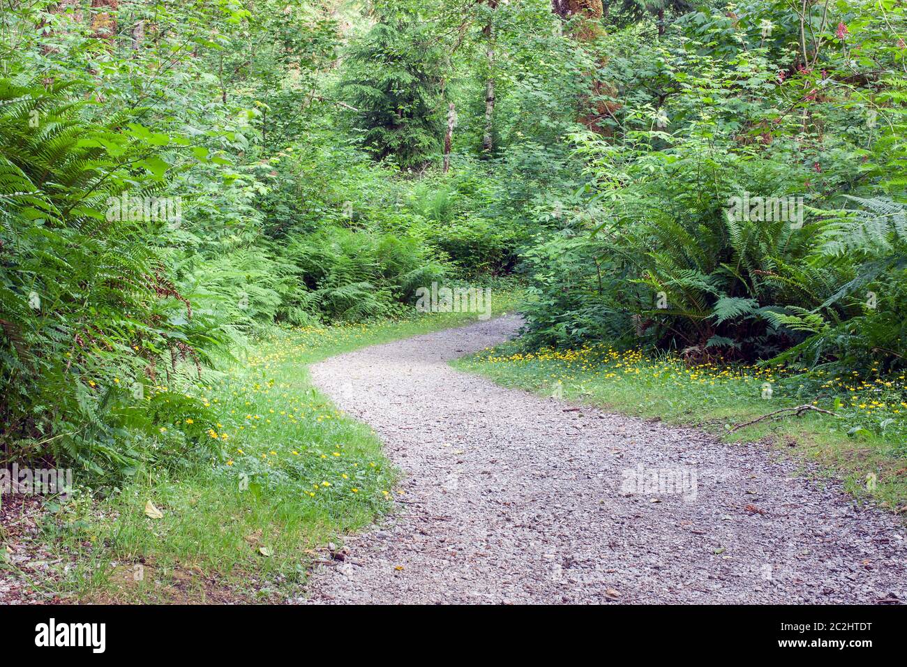 Weg oder Wanderweg durch den dichten Wald, keine Menschen, Konzept der Weg, entspannende und ruhige Atmosphäre. Stockfoto