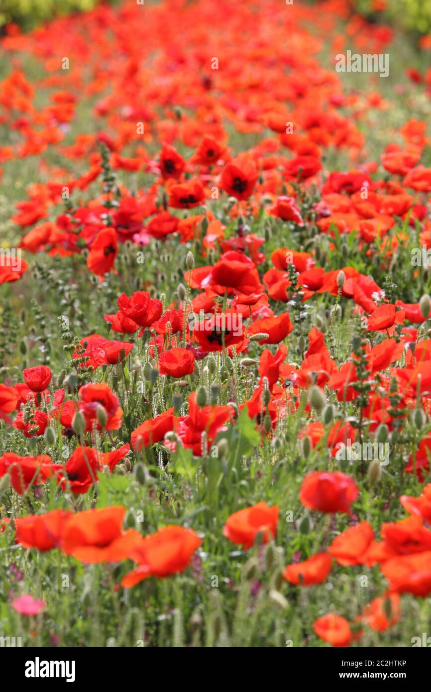 Mohnfeld Stockfoto
