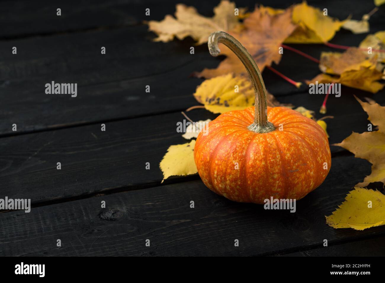 Kleiner orangefarbener Kürbis und Herbstblätter auf dunklem Holzhintergrund mit Kopierfläche links. Pumkins werden oft als halloween-Dekorationen verwendet. Stockfoto