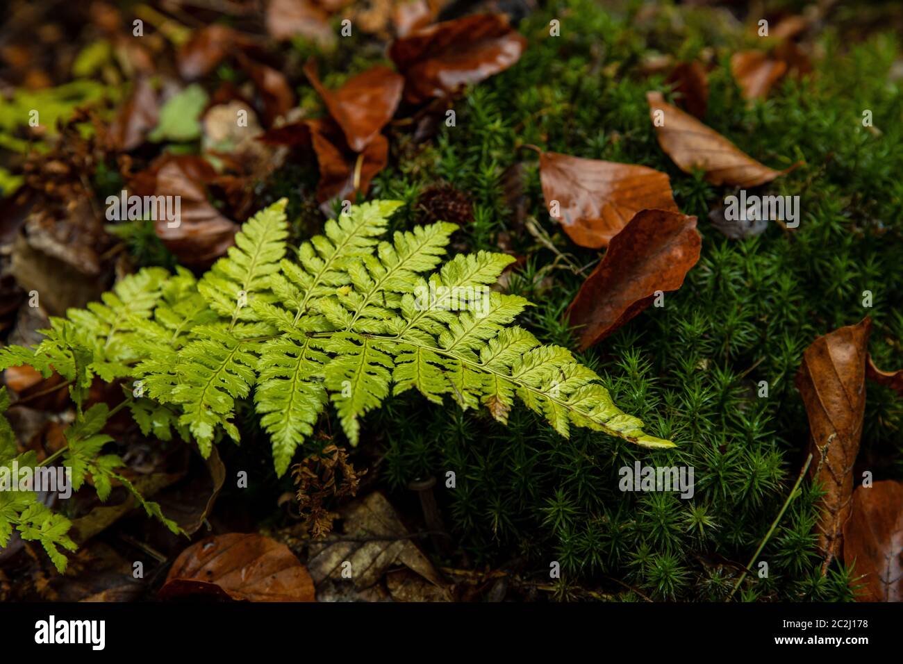 Ein Farn im Wald Stockfoto