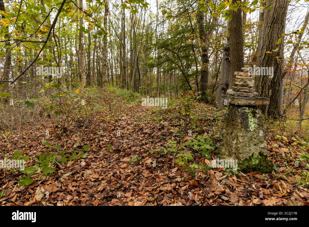 Ein Spaziergang und Wanderung im Herbstwald Stockfoto