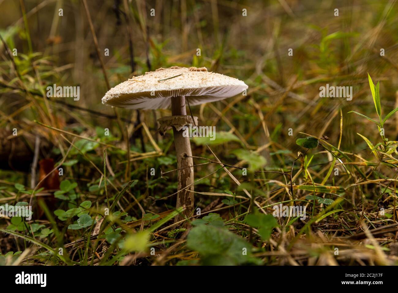 Ein giftiger Pilz im Wald Stockfoto