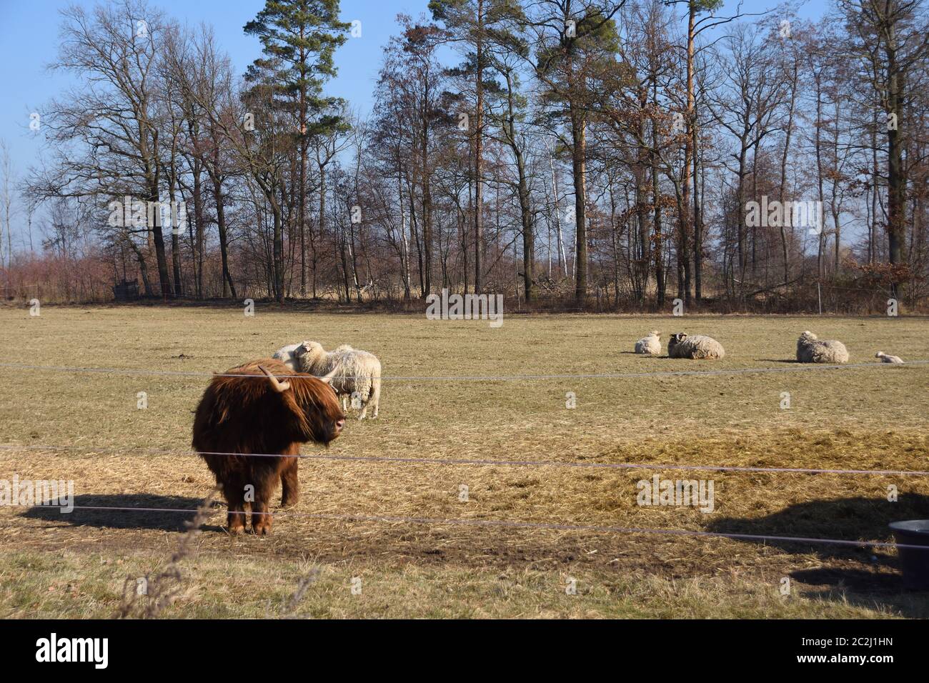 Eine Herde mit Kuh, Pferd und Schafen auf einem Bauernhof im Frühjahr Stockfoto