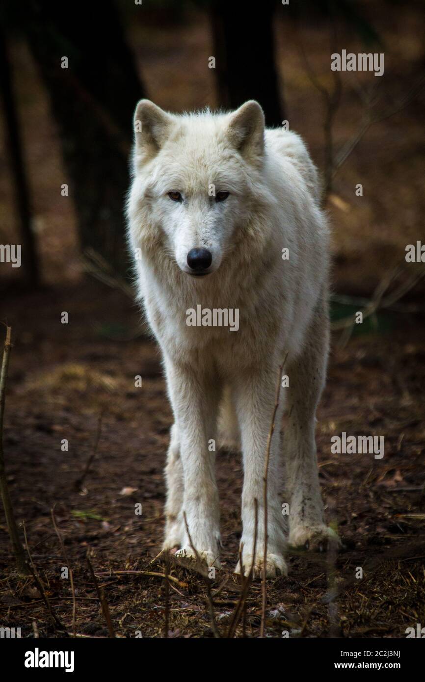Polarwolf (Canis Lupus Arctos) Stockfoto