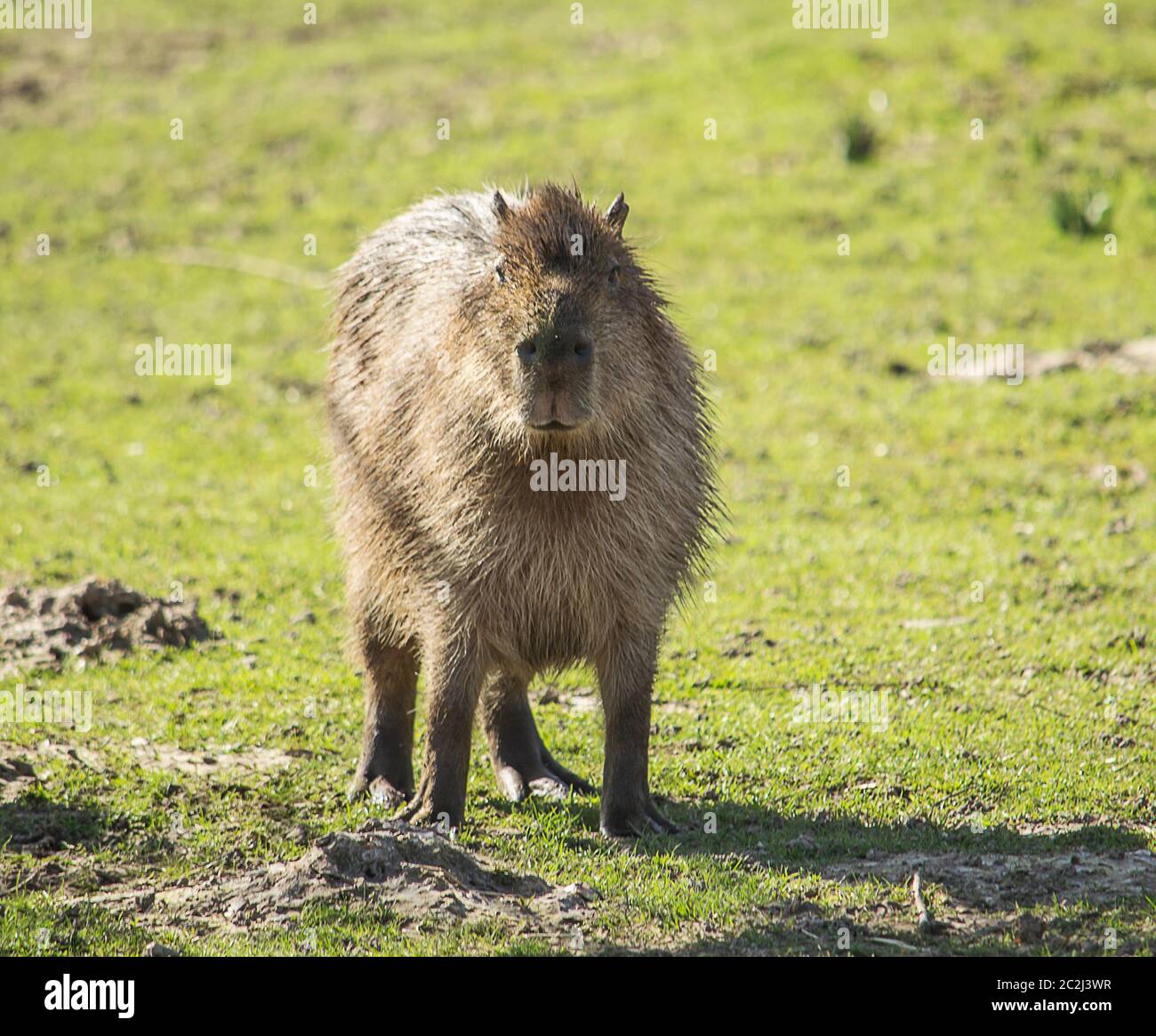 Bild einer Capybara auf einem grünen Gras. Stockfoto