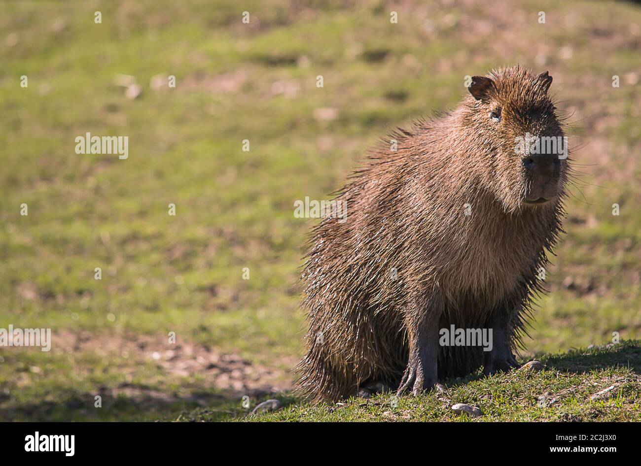 Bild einer Capybara, die direkt in die Kamera schaut. Stockfoto