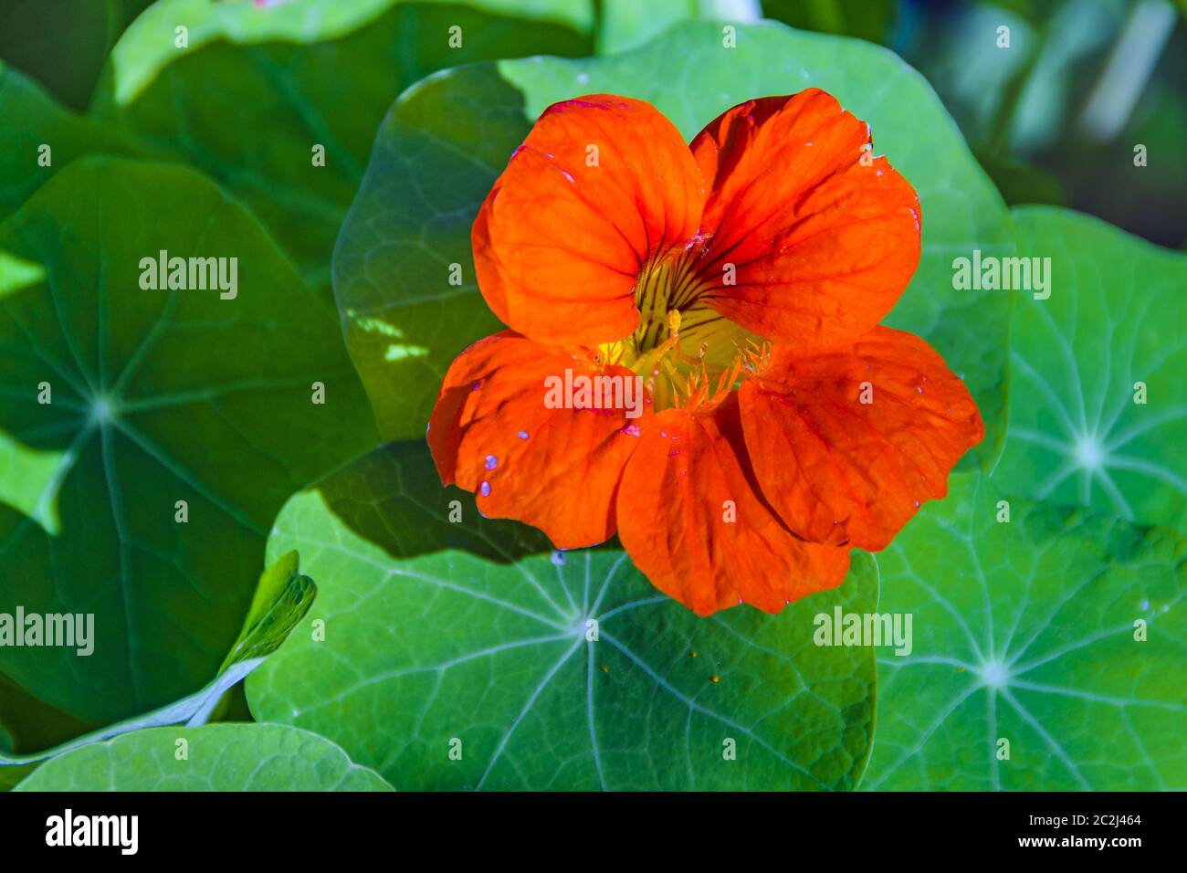 Orange Blume und grüne Pflanzen Stockfoto