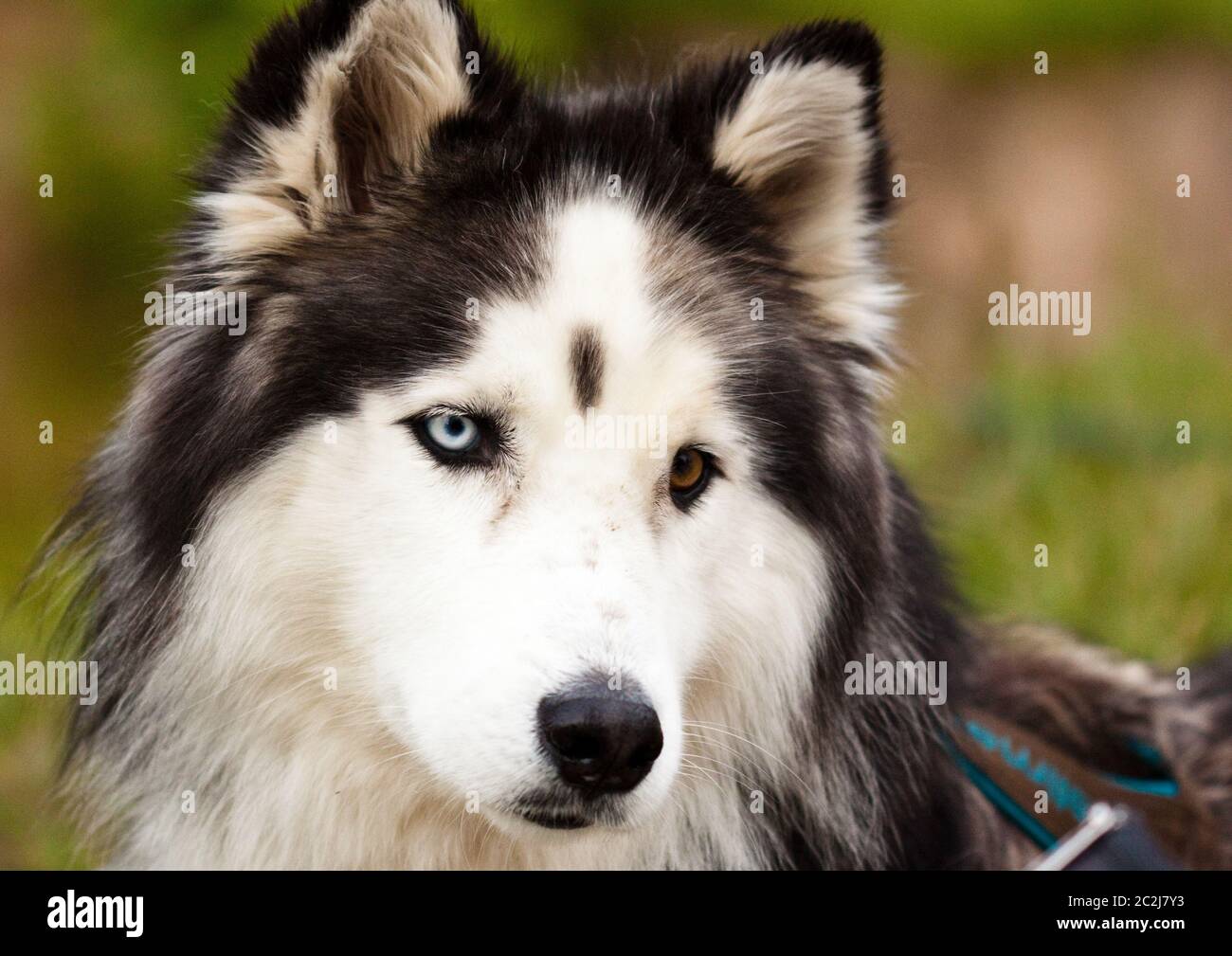 Husky, Siberian Husky Stockfoto