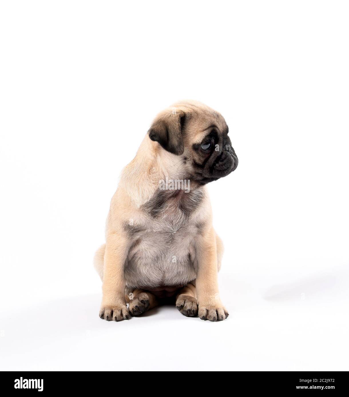 Pug Welpe sitzt in meinem Fotostudio Stockfoto
