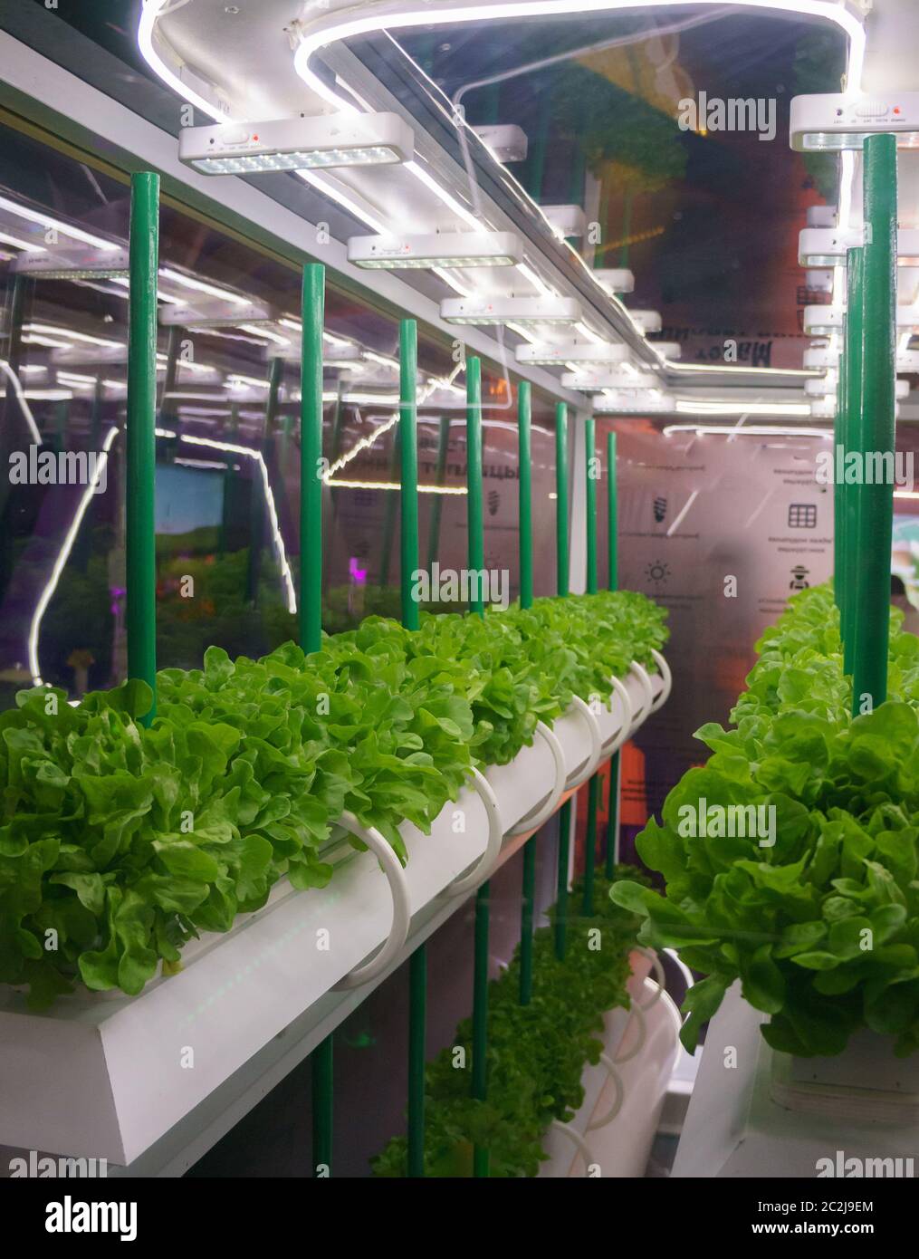 Soiless Kultur von Gemüse unter künstlichem Licht. Bio hydroponic Gemüsegarten. LED-Licht Indoor Farm, Landwirtschaft T Stockfoto