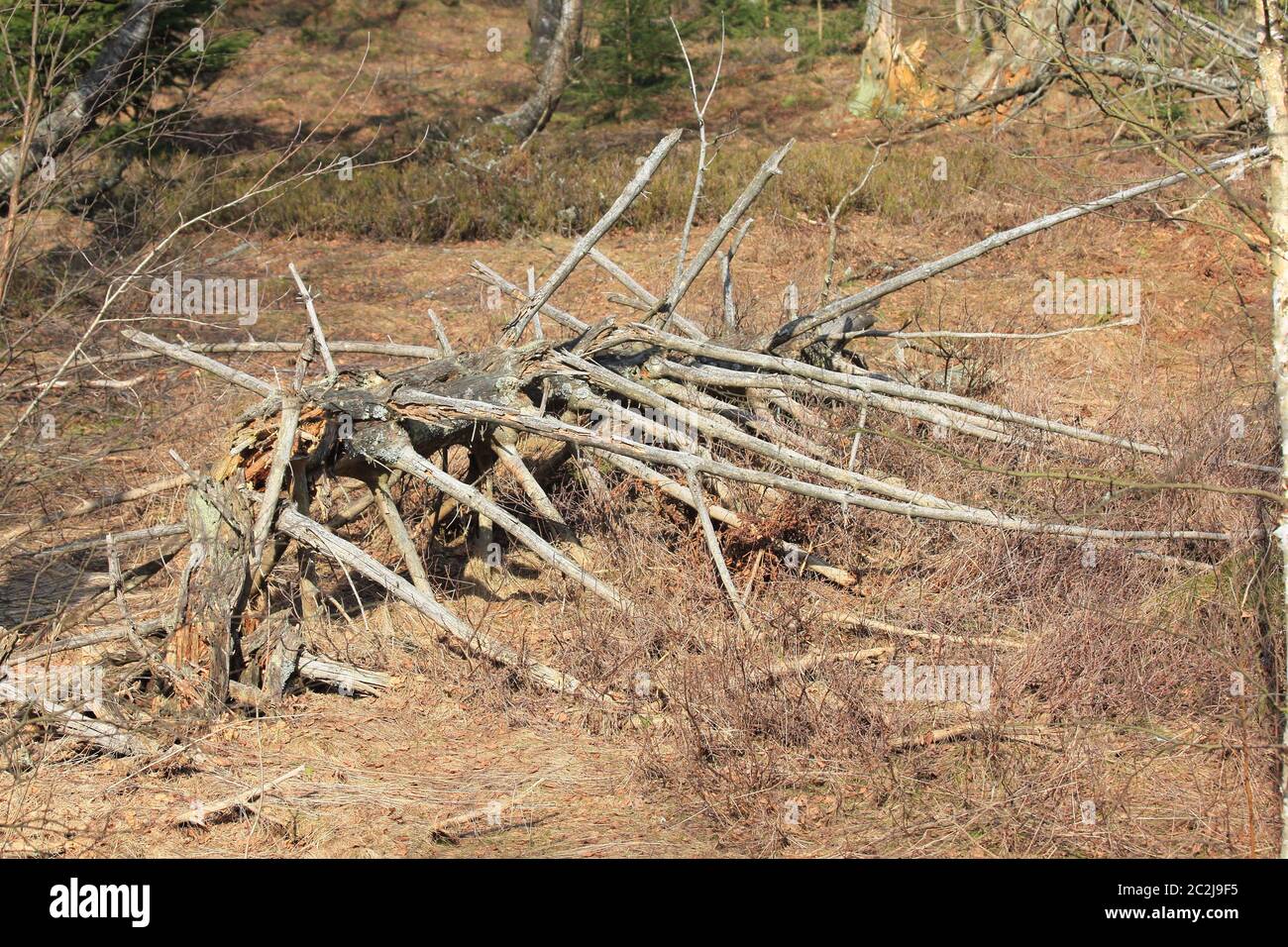 Baum-Skelett Stockfoto