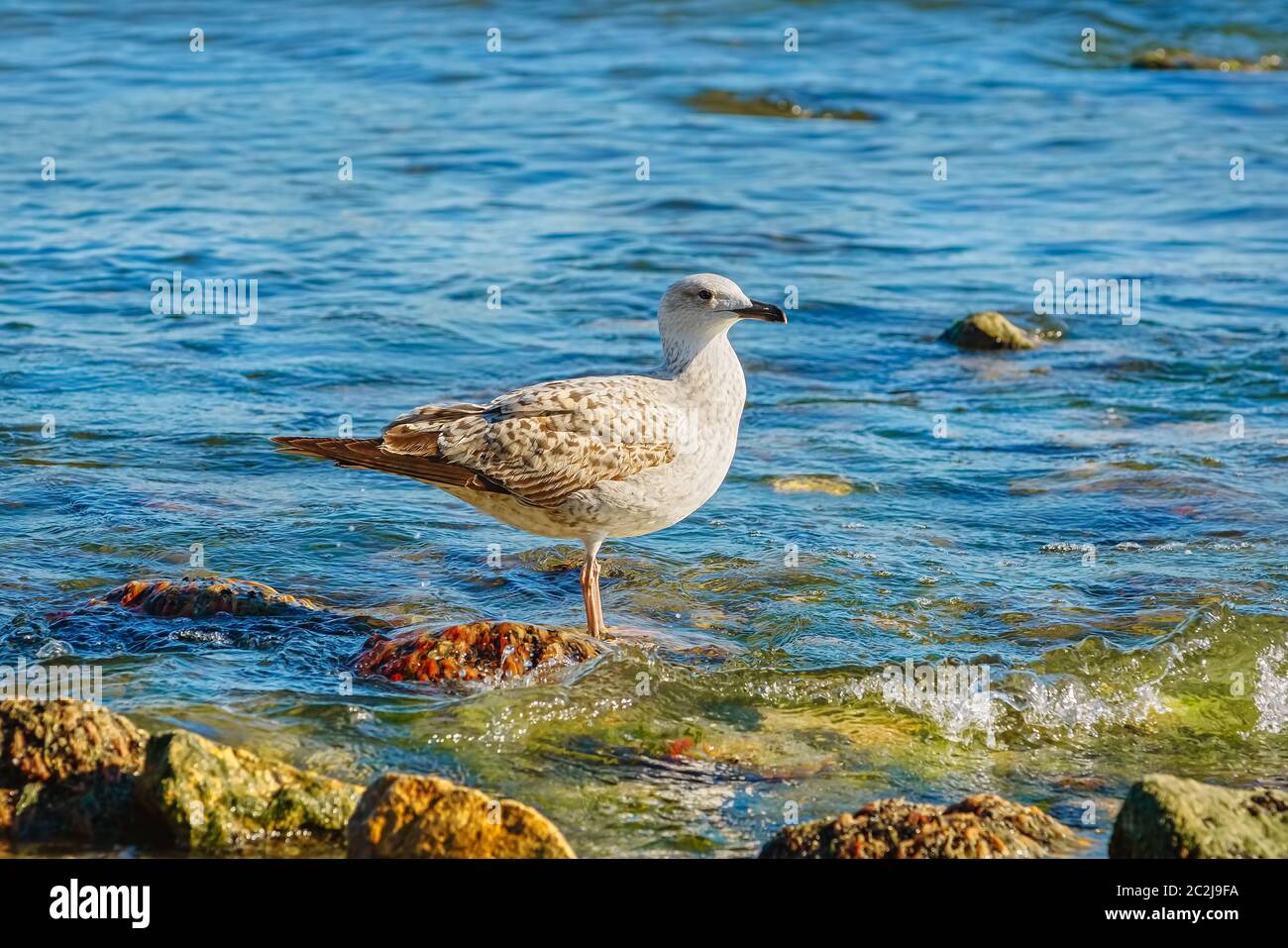 Subadult europäischen Silbermöwen Stockfoto