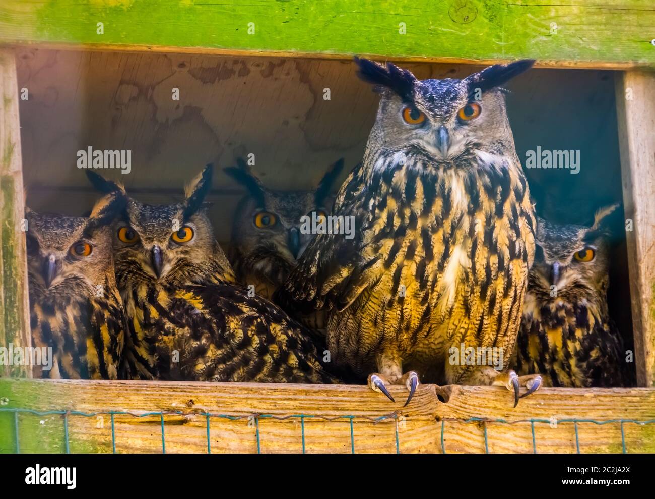 Familienportrait von eurasian Eulen, beliebte Vogelarten aus Eurasien Stockfoto