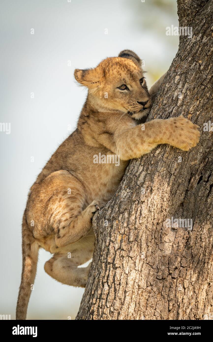 In der Nähe von Lion cub unbeholfen Kletterbaum Stockfoto