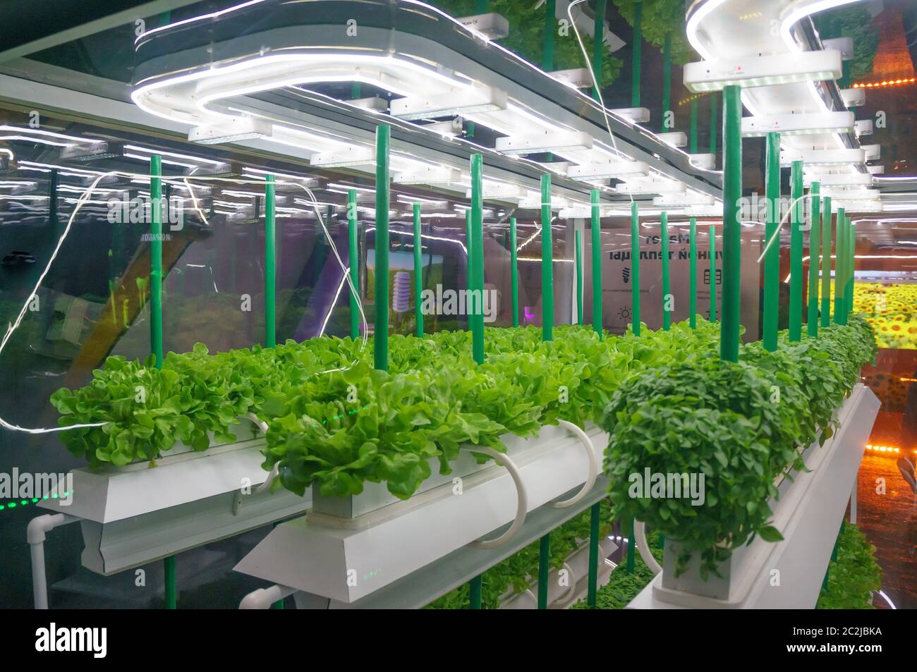 Soiless Kultur von Gemüse unter künstlichem Licht. Bio hydroponic Gemüsegarten. LED-Licht Indoor Farm, Landwirtschaft T Stockfoto