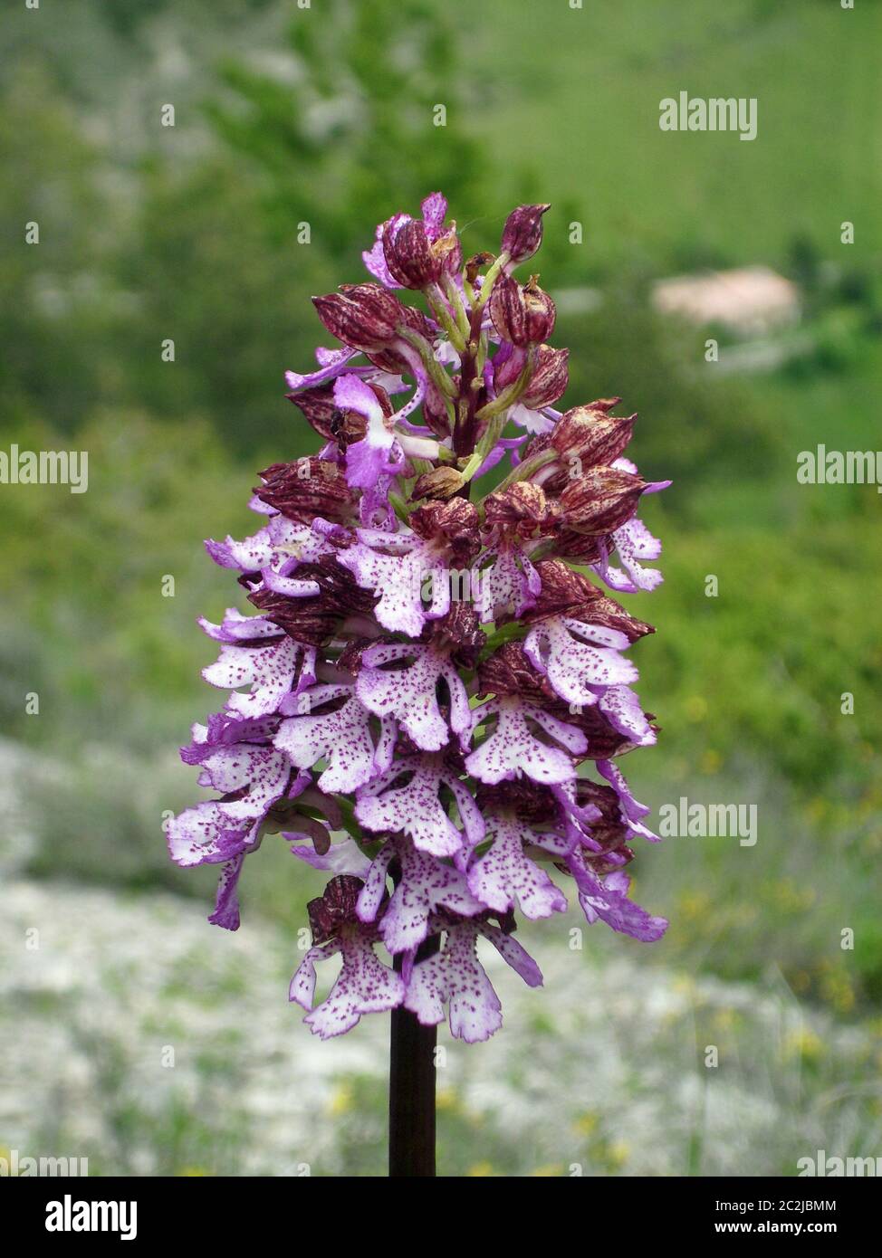 Nahansicht einer rosa Orchideenblume mit lila Markierungen. Hintergrund eines Tals in der Nähe des Dorfes Bourdeaux im Drome-Tal, Frankreich. Stockfoto