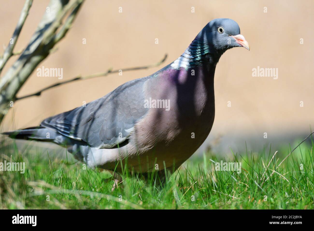Porträt einer gewöhnlichen Holztaube Stockfoto
