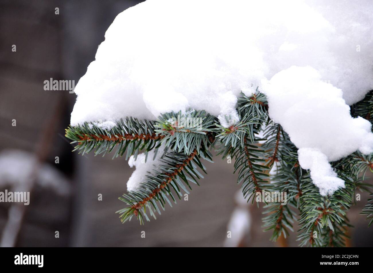 Tanne mit Schnee Stockfoto