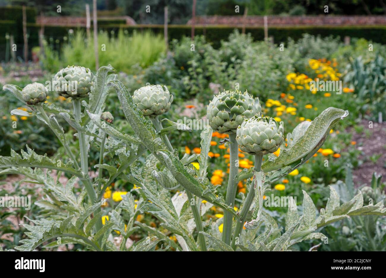 Die essbaren Knospen der Globe Artischocke, Cynara cardunculus var. scolymus, wächst in einem Küchengarten im späten Frühjahr / Frühsommer in Surrey, England Stockfoto