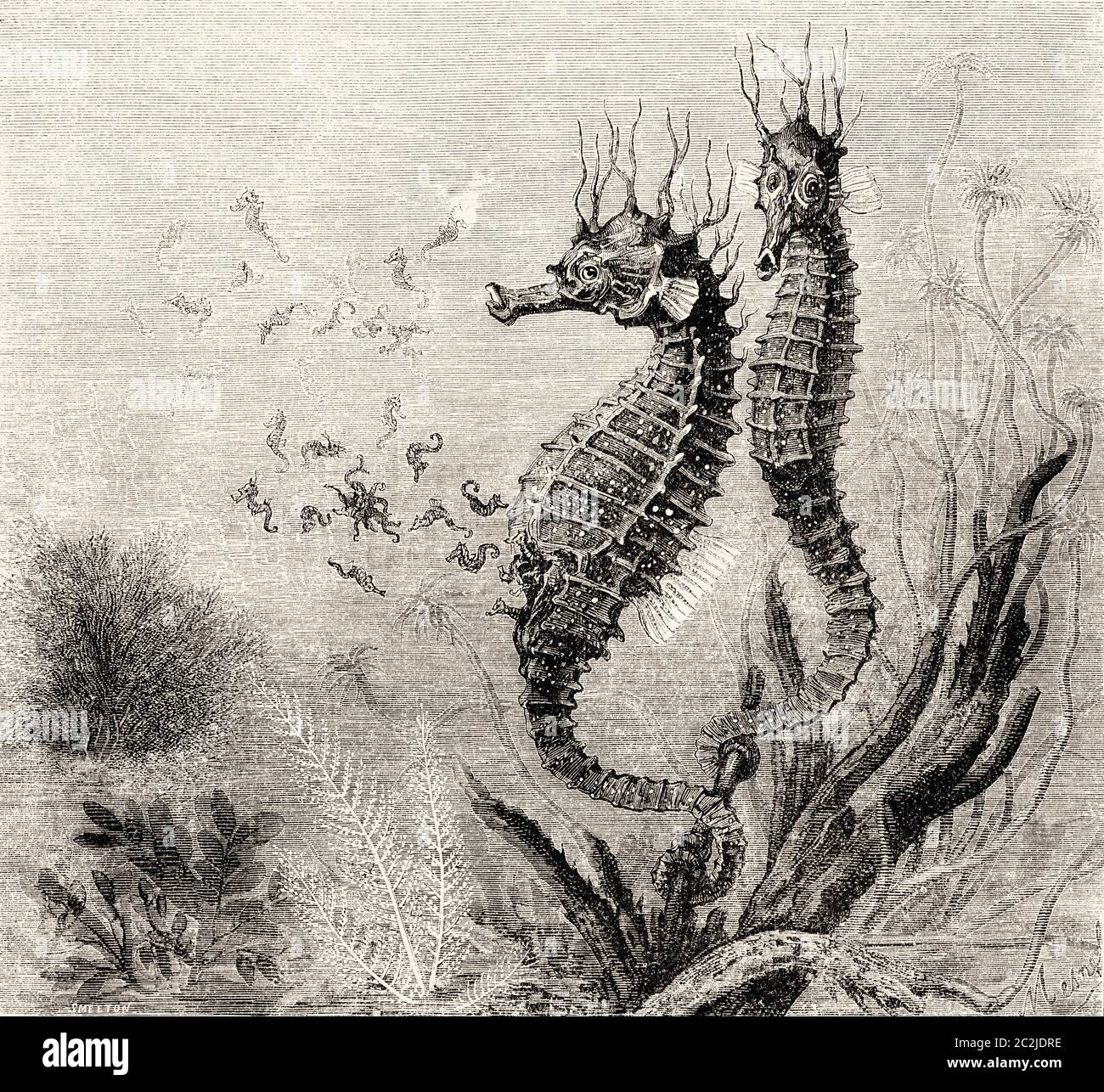 Das gewöhnliche Kurzschnauzenpferd (Hippocampus hippocampus) ist eine Fischart aus der Familie der Syngnathidae. Alte Illustration aus dem 19. Jahrhundert, El Mundo Ilustrado 1880 Stockfoto