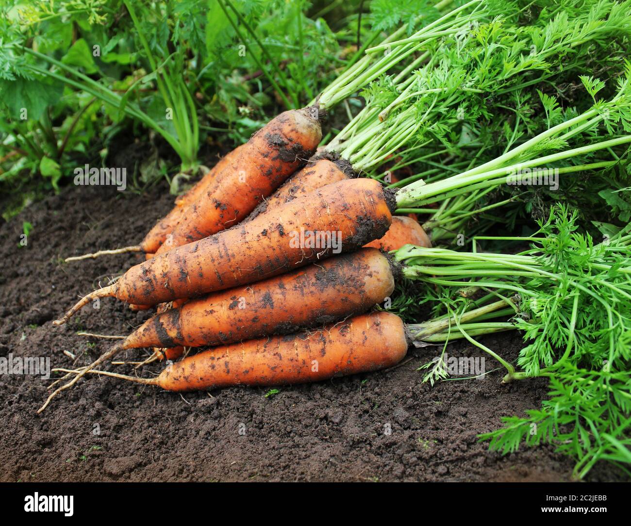 Karotten zu ernten. Frische Karotten am Boden liegen. Frische Karotten, nahm von der garden.Organic-Food-Konzept. Stockfoto