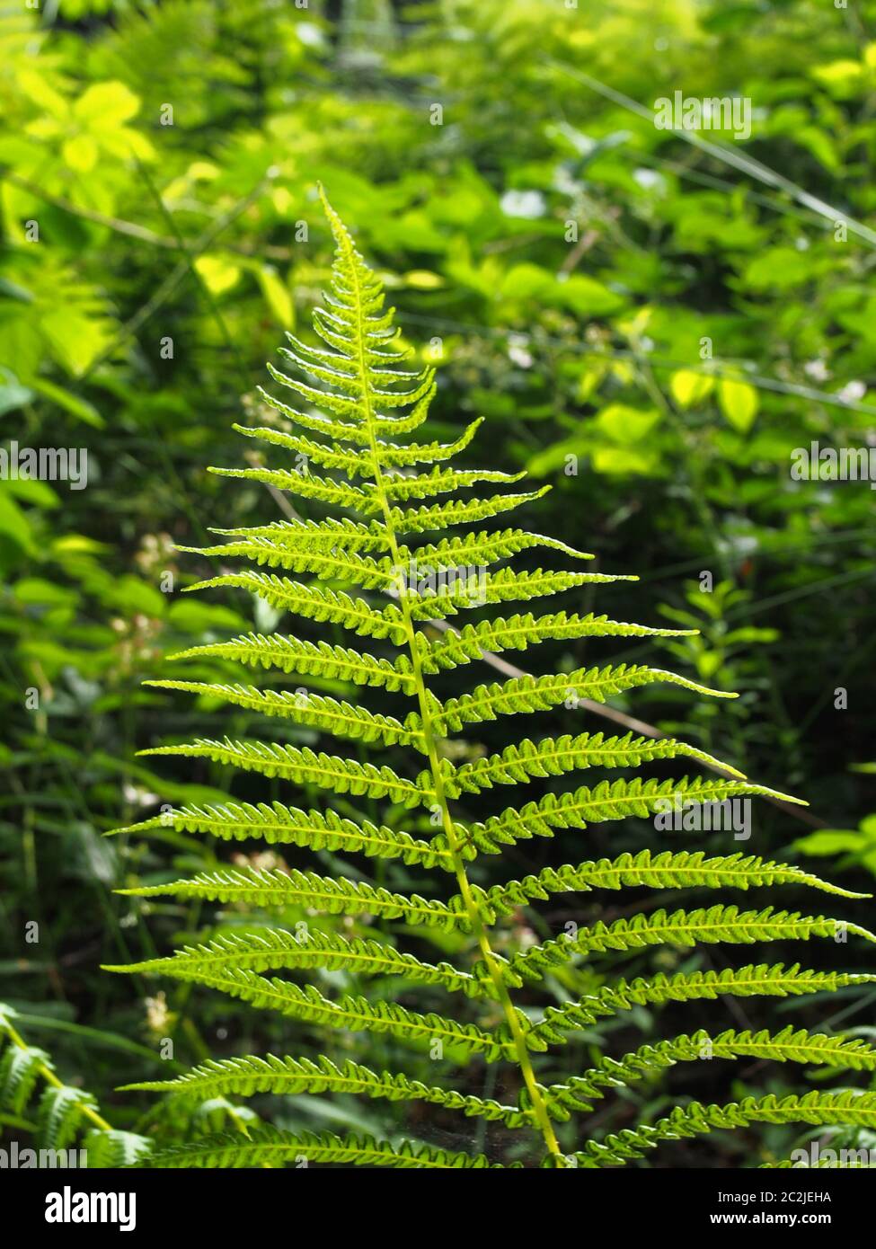 Ein leuchtend grünes Farnblatt, umrissen von strahlendem Sommersonnenschein in einem Waldhintergrund Stockfoto