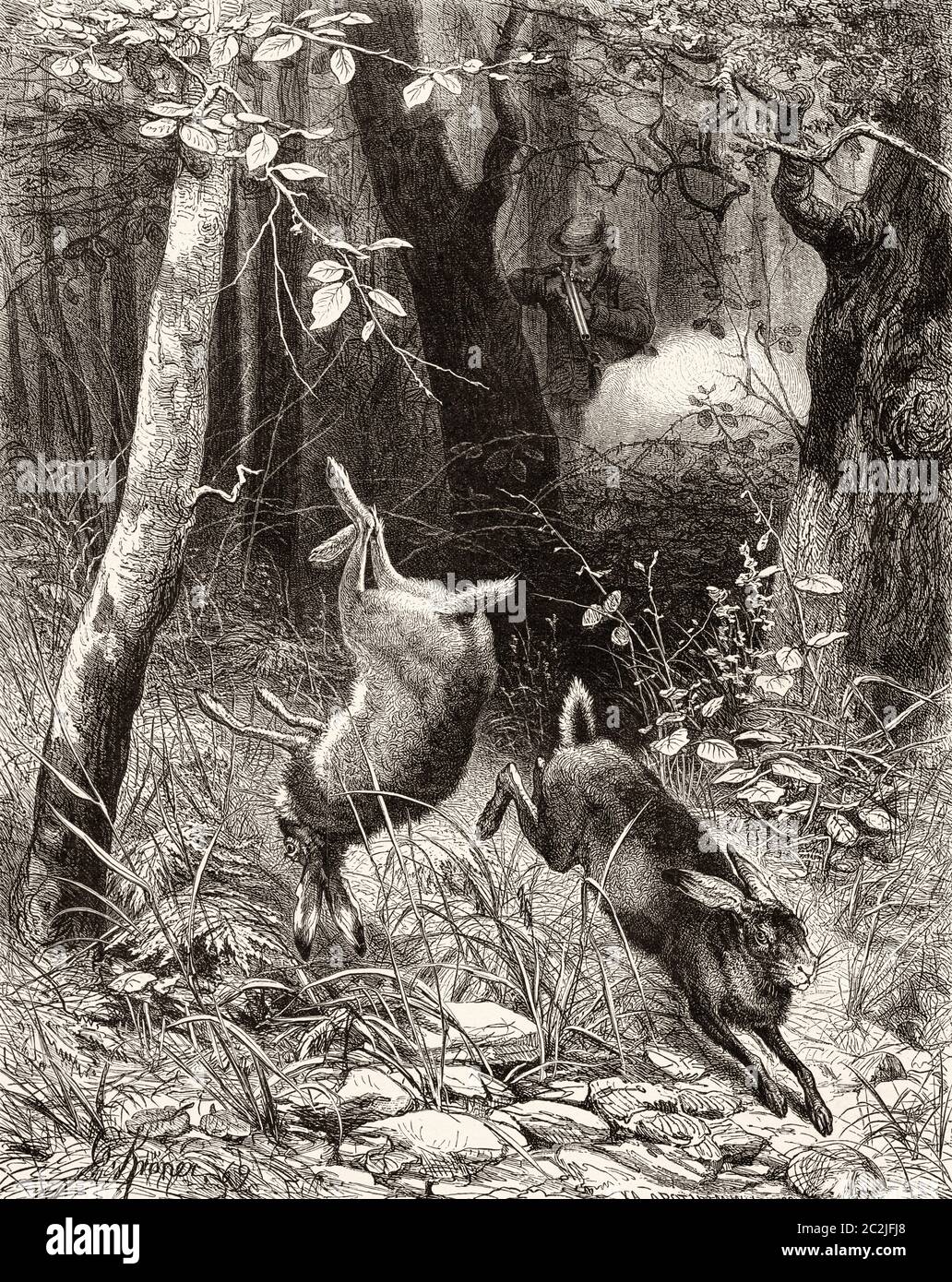 Tierjäger. Jagdhase im Wald, Gemälde von CH Kroner. Alte Illustration aus dem 19. Jahrhundert, El Mundo Ilustrado 1880 Stockfoto