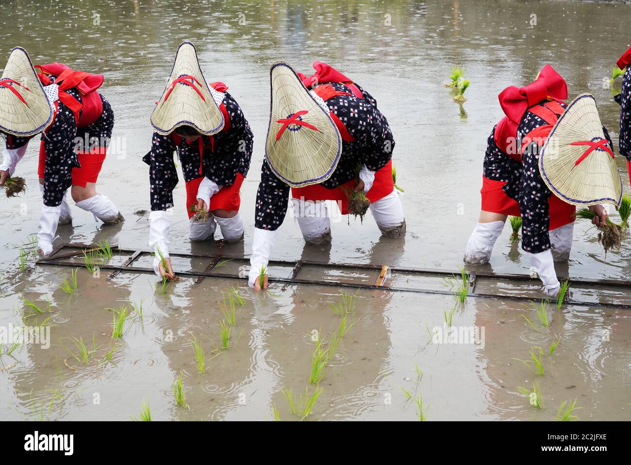 Japanische junge Mädchen Pflanzen auf dem Reisfeld. Das heilige Fest, um für eine gute Ernte zu beten. Stockfoto