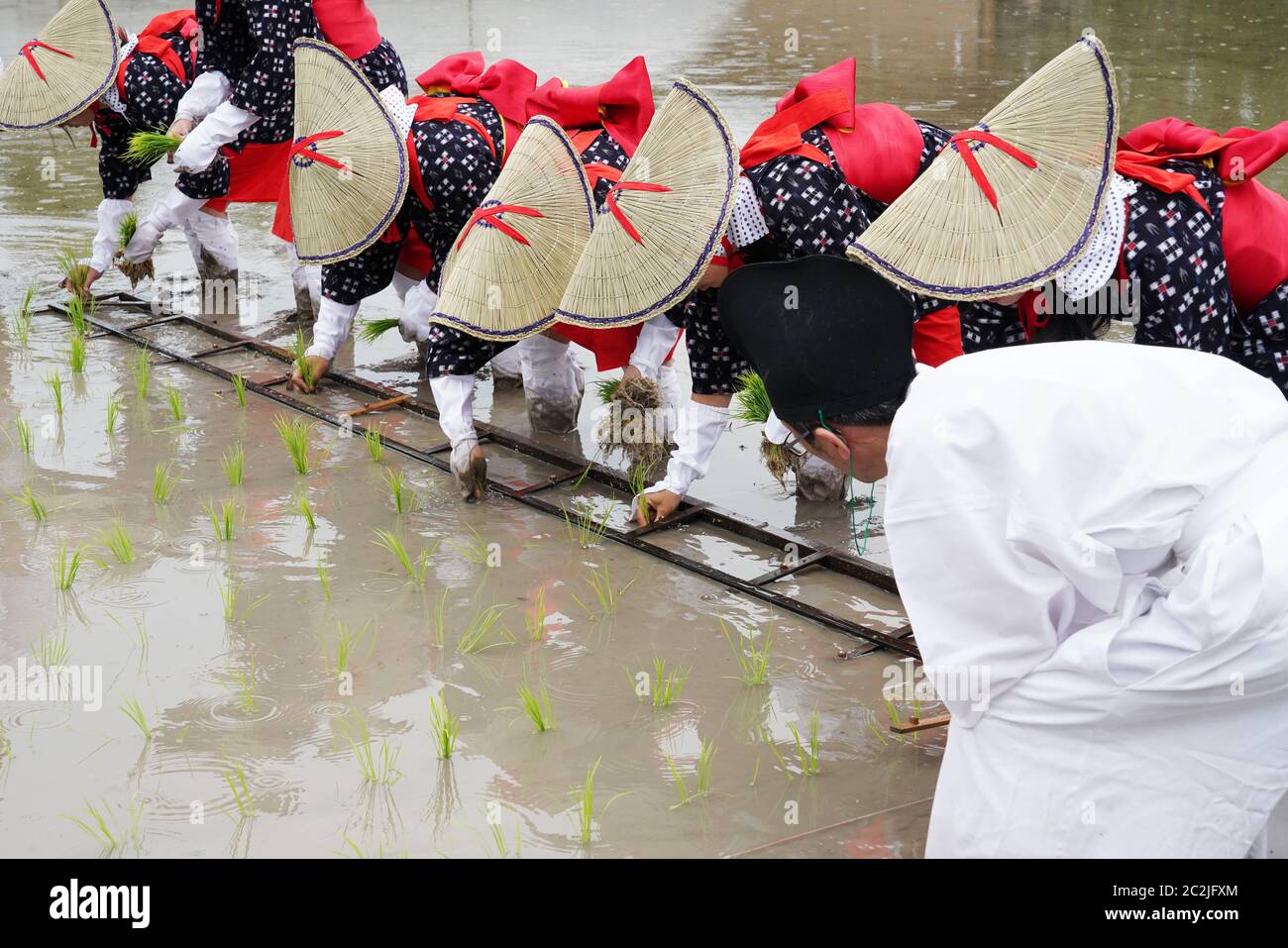 Japanische junge Mädchen Pflanzung auf der Rohreis farm Land. Der heilige Festival für eine gute Ernte zu beten. Stockfoto