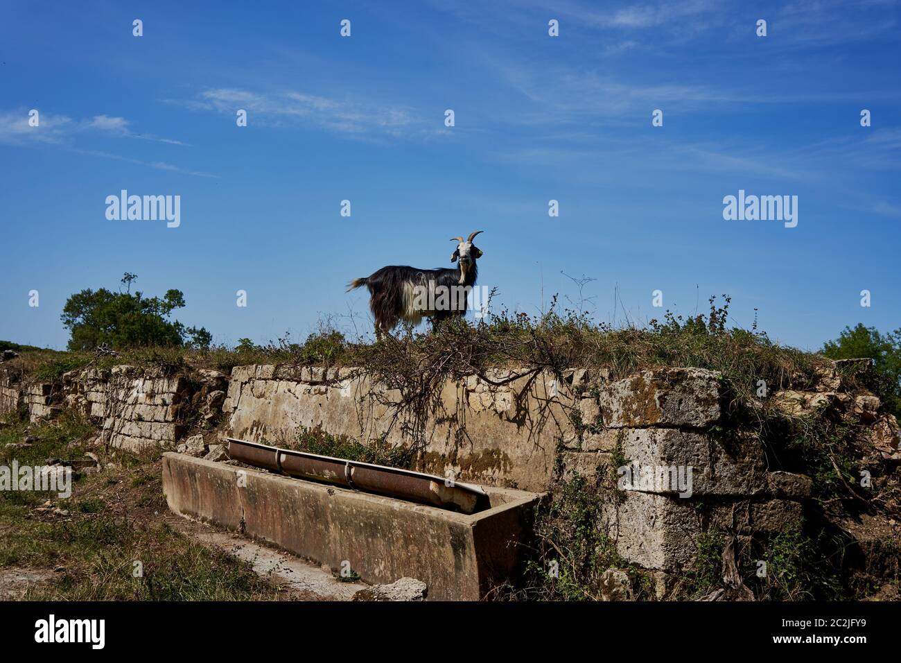Ein Ziegenbock steht auf einer verfallenen Steinmauer neben einem Betonfüttertrog in der Festung von Blaye, Bordeaux, Frankreich Stockfoto
