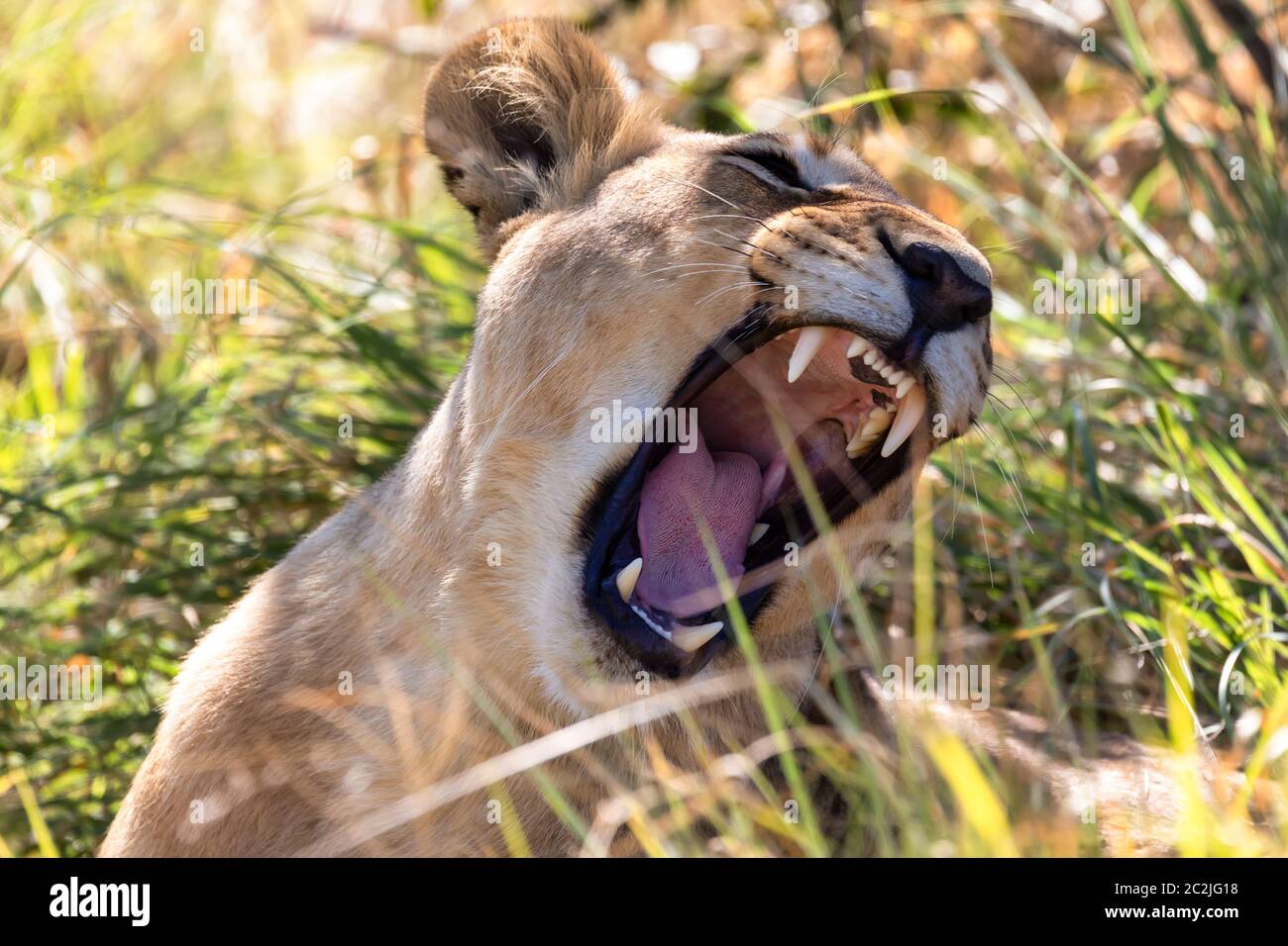 Junger Löwe Panthera leo, ohne eine Mähne, Zähne und Brüllen im natürlichen Lebensraum Savuti Game Reserve. Botswana Afrika Safari Wildlife Stockfoto