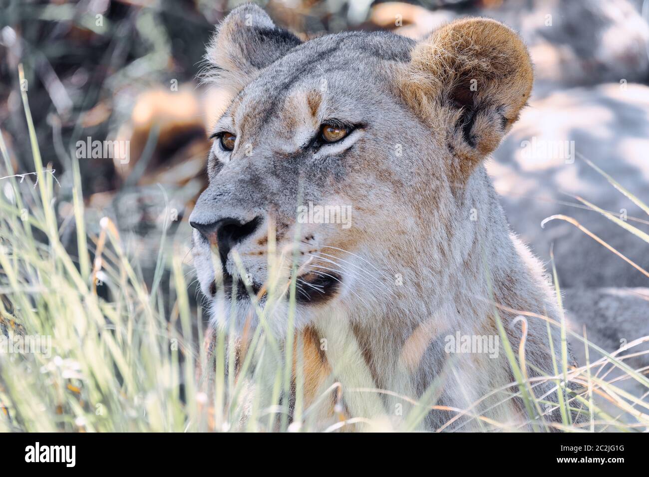 Closeup Portrait von junger Löwe Panthera leo ohne mähne im natürlichen Lebensraum Savuti Game Reserve. Botswana Afrika Safari Wildlife Stockfoto