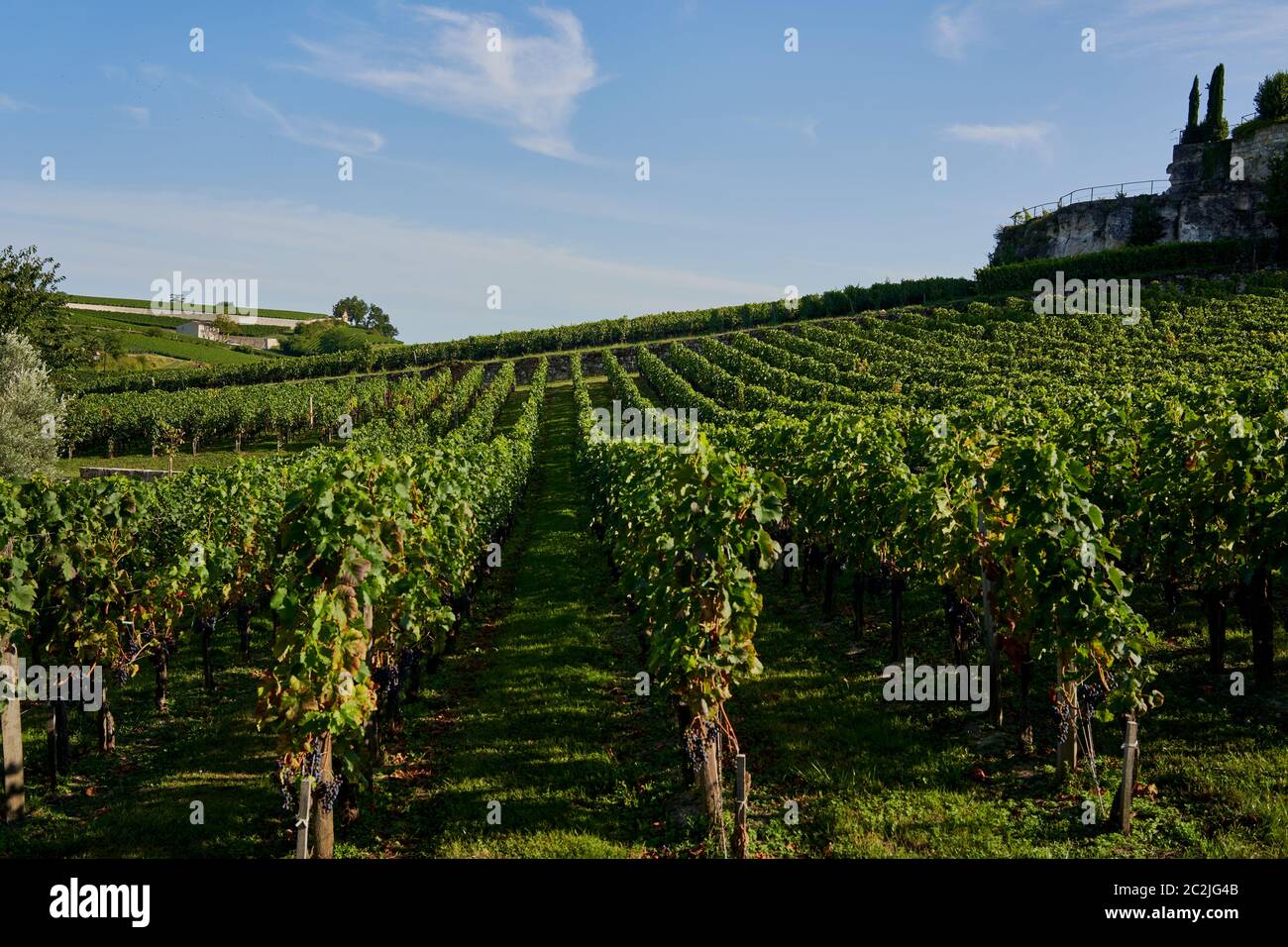 Die Reben in den Weinbergen von Saint-Emilion Dorf selbst Bordeaux Weinland, Frankreich August 2019 Stockfoto