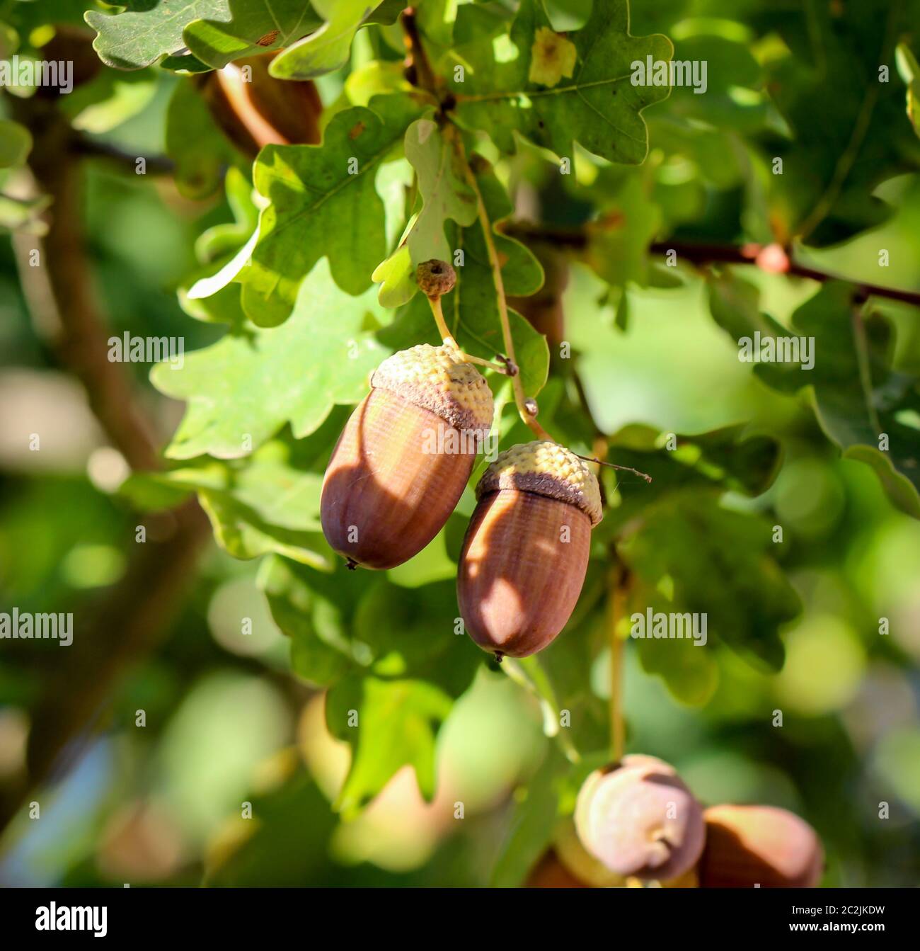 Eicheln im Herbst Stockfoto