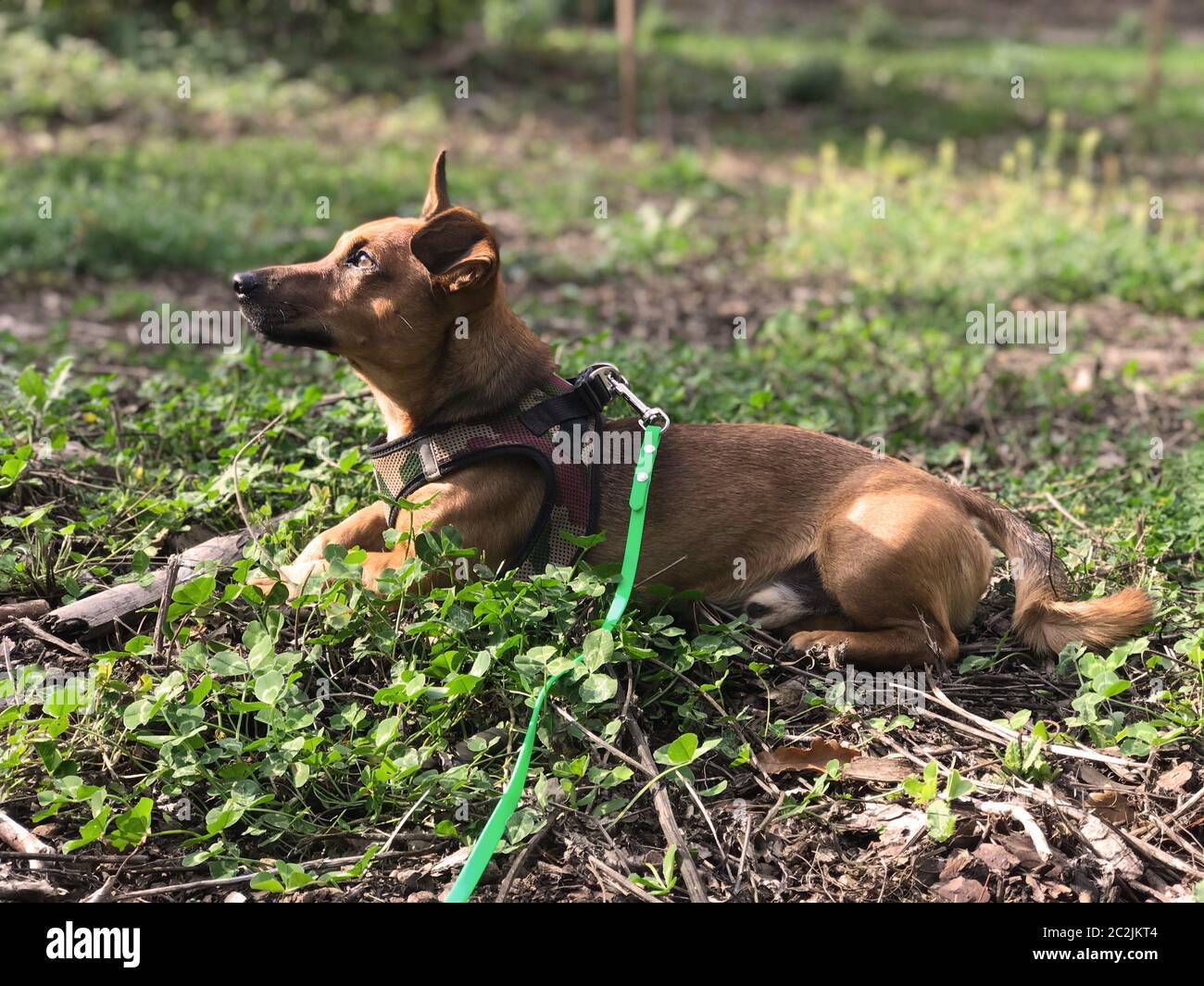 Junge Terrier mix Hund sitzend in einer Waldlichtung beobachten die Sonne im Herbst oder Frühjahr. Stockfoto