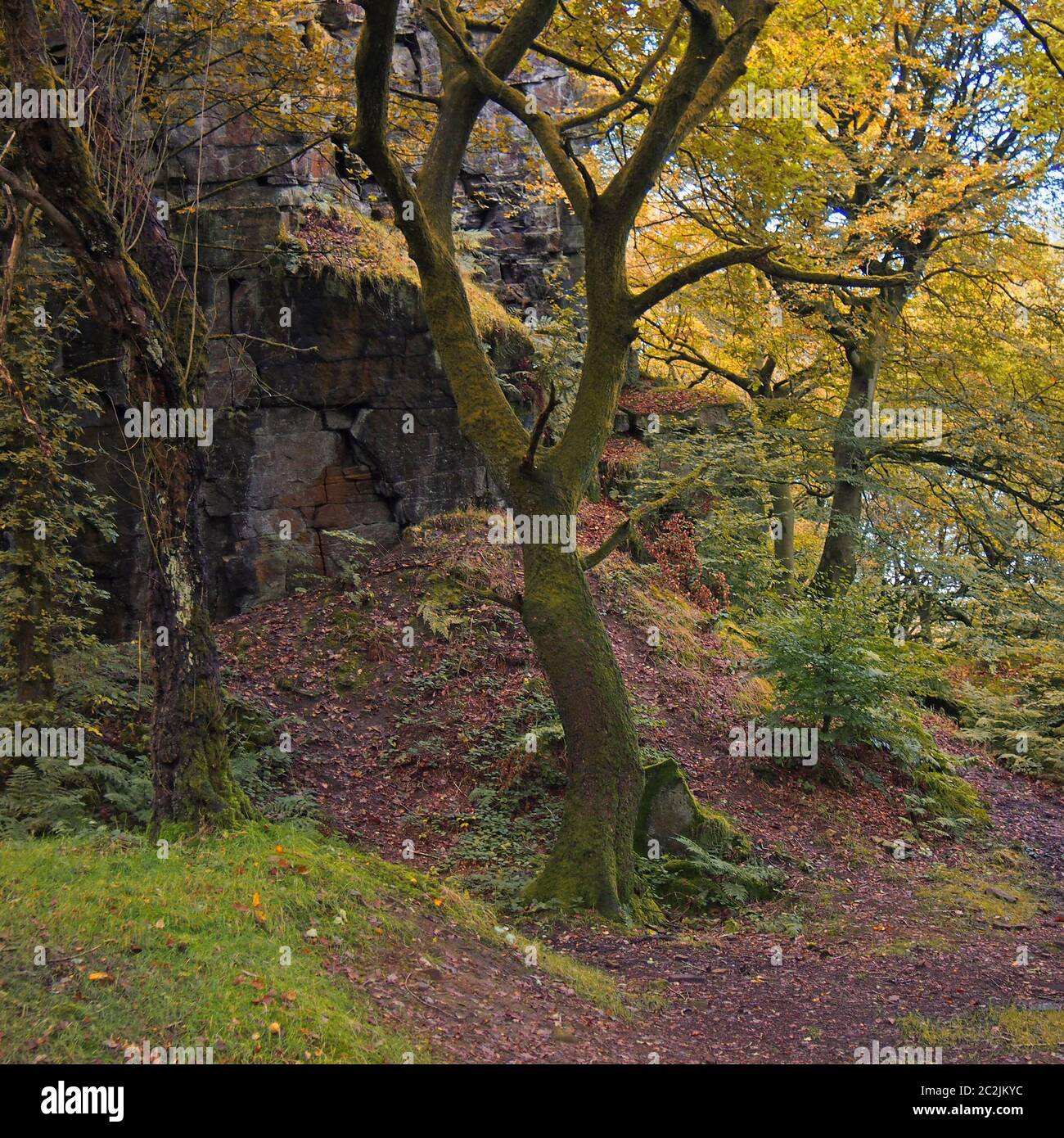 Waldbäume in einem felsigen Tal mit goldgelben Herbstblättern und einem Feldweg in calderdale West yorkshire Stockfoto