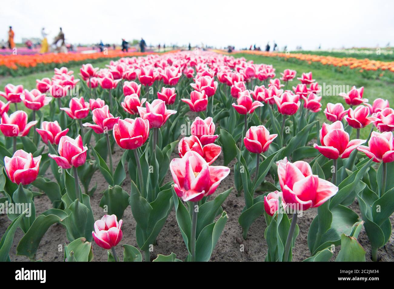 Tulpenmanie. Tulpenblüten blühen im Frühling. Tulip Feld auf natürliche Landschaft. Pflanzen und Wachsen. Blumenfarm. Floristik. Blumengeschäft. Schönheit der Natur. Reisen und Entdecken. Stockfoto