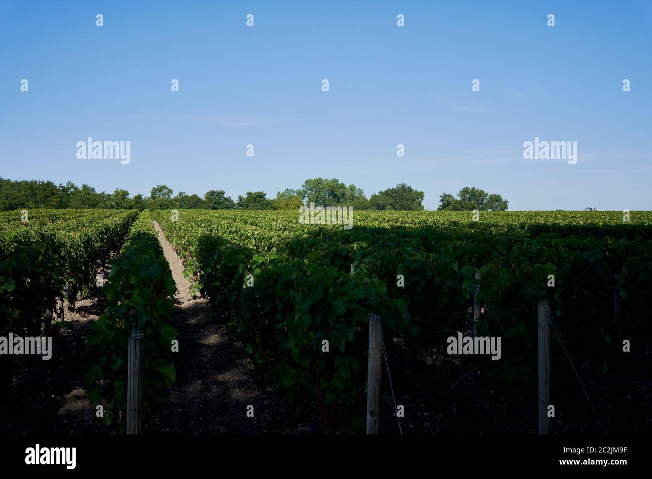 Ein Blick auf die Weinberge und Reben auf Chateau Lagrange in Saint-Julien in der Medoc Region von Bordeaux, Frankreich August 2019 Stockfoto