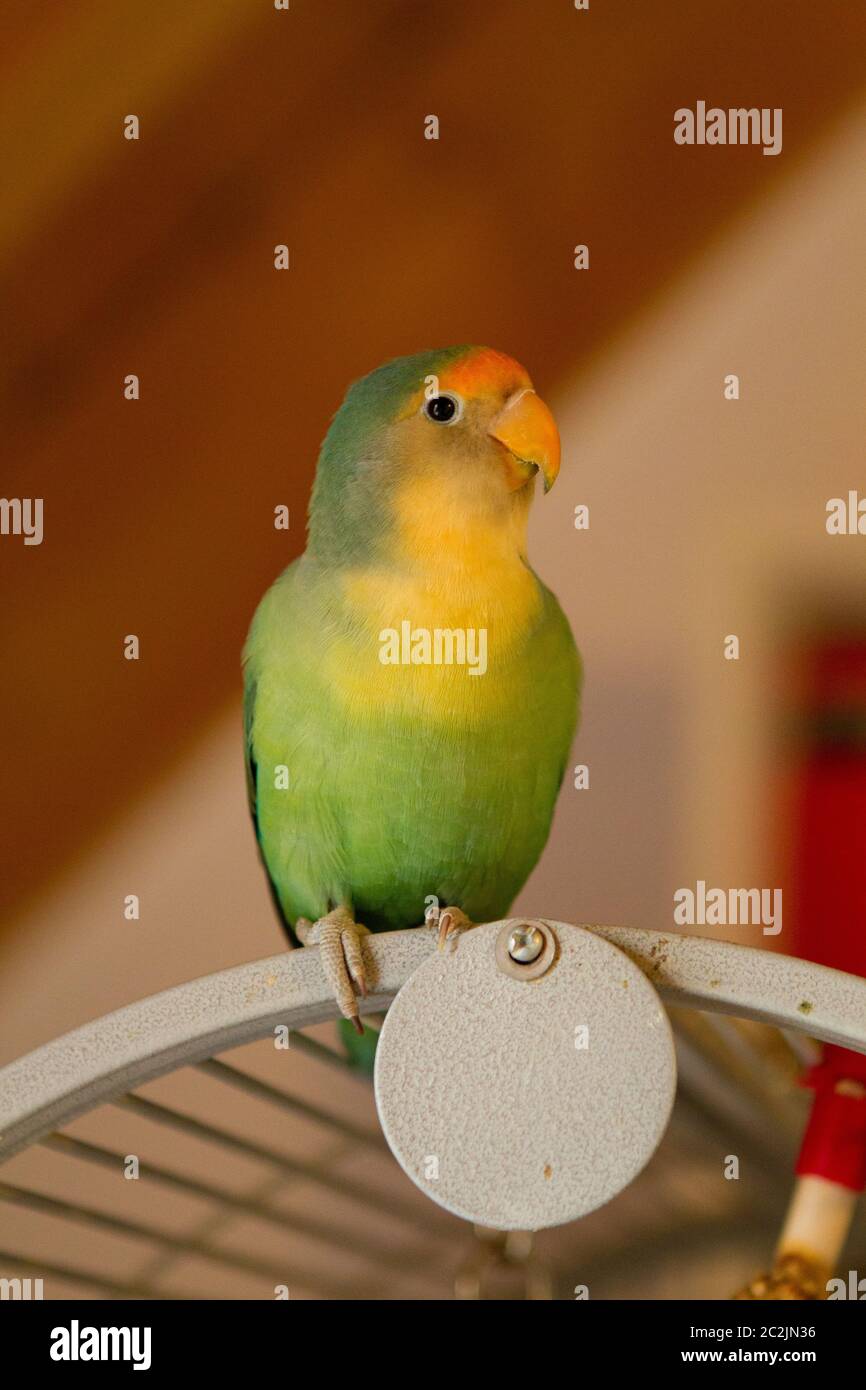 Rotkehlchen (Agapornis roseicollis), Haustier Stockfoto