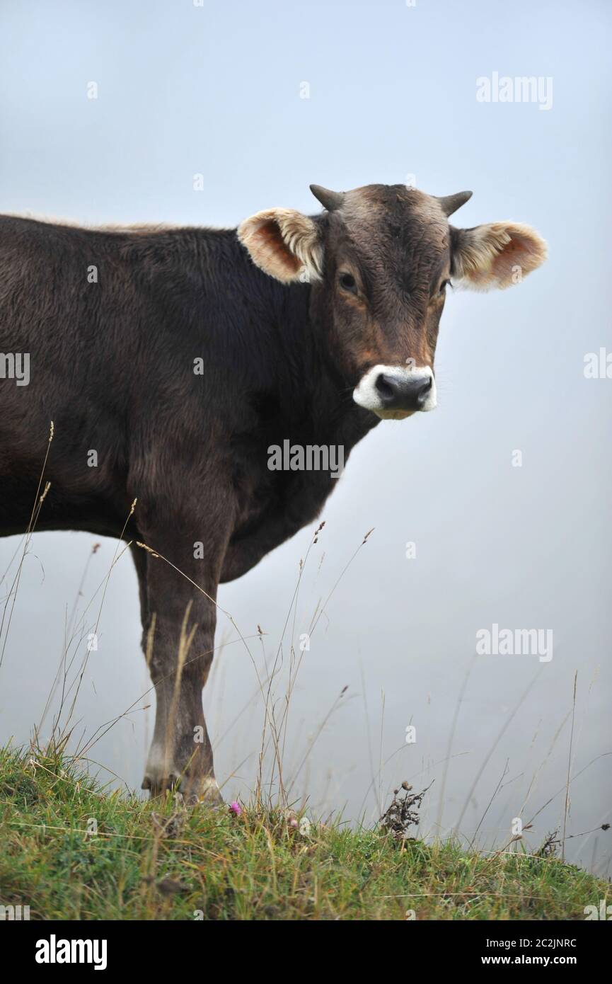 Rindfleisch auf einer Weide Stockfoto
