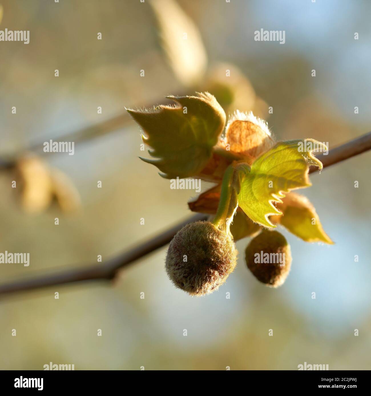 Blätter und Früchte einer Maple-leaved Platane (Platanus acerifolia) im Frühjahr Stockfoto