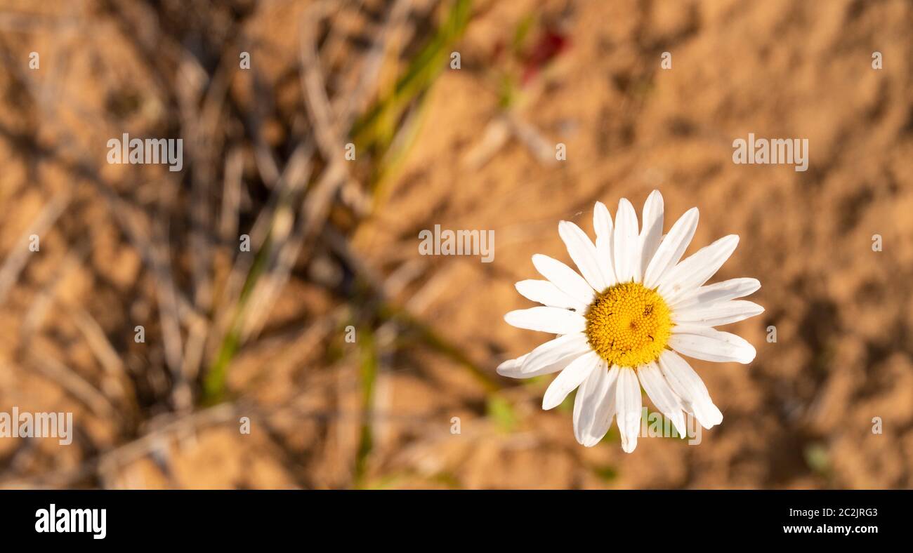 nahaufnahme-Postkarte mit daisy auf unscharfem Hintergrund Stockfoto