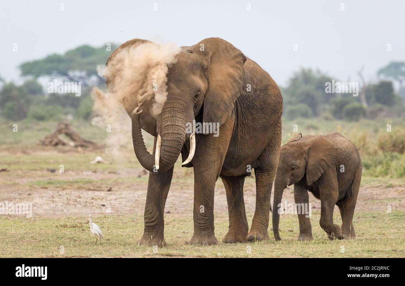 Eine Erwachsene Elefantenstaubdame, die mit ihrem kleinen Elefantenbaby, der hinter beiden in Amboseli Kenia mit orangefarbenem Boden bedeckt steht, baden muss Stockfoto