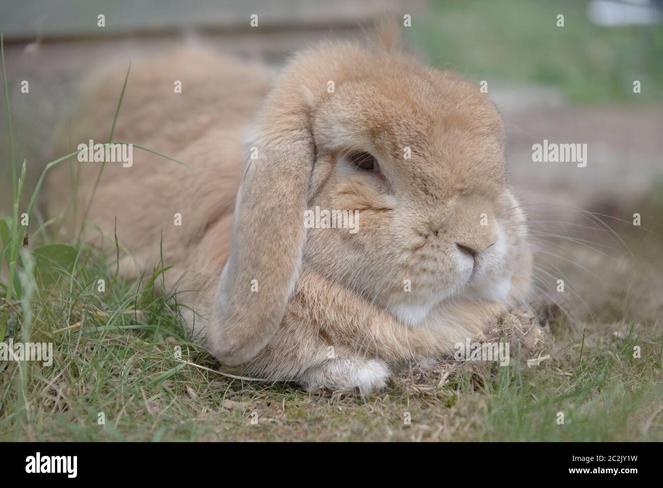 Sandy niederlande Zwerglop Kaninchen liegt zwischen schrubbendem Gras, Blick dozily auf die Kamera. Sehr flauschig Haustier Kaninchen mit lop Ohren. Büschel von Fell zeigen. Stockfoto