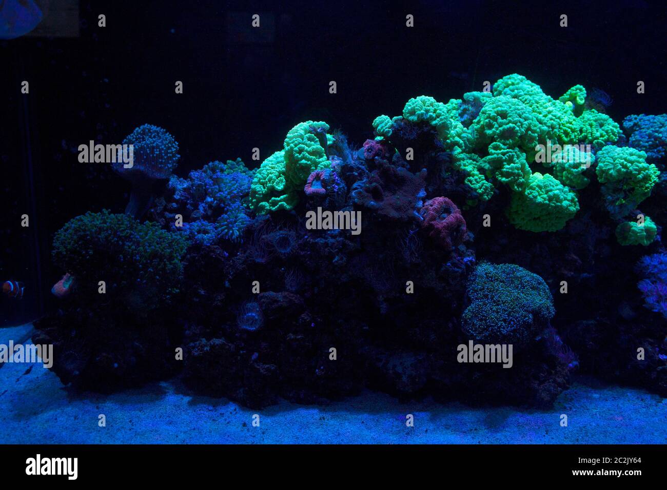 Pocillopora damicornis leben Korallen Blumenkohl fluoreszierend Stockfoto