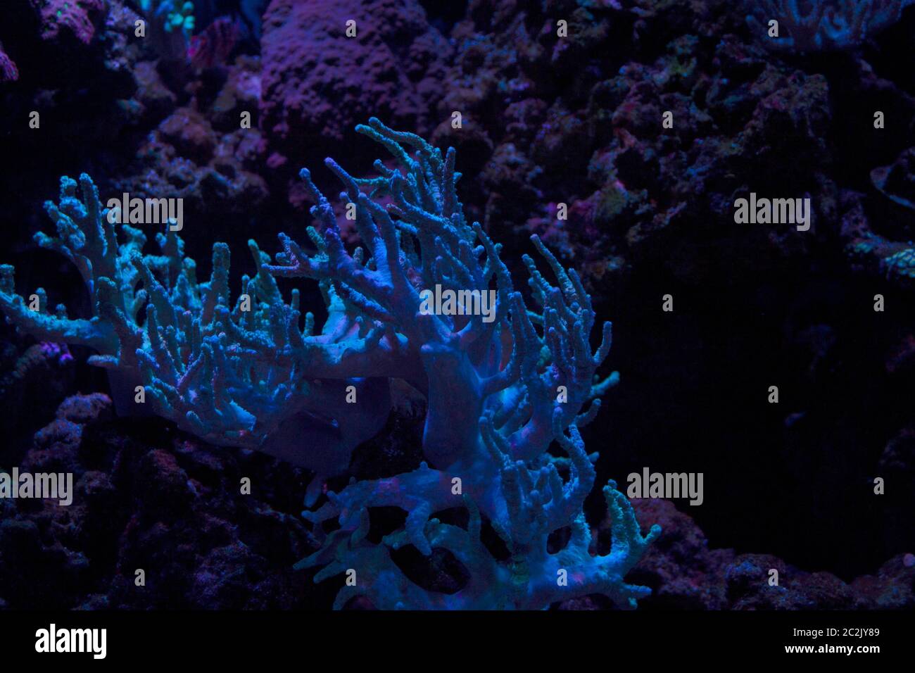 Blaue Lebenkoralle dendrogyra cylinderrus unter Wasser Stockfoto