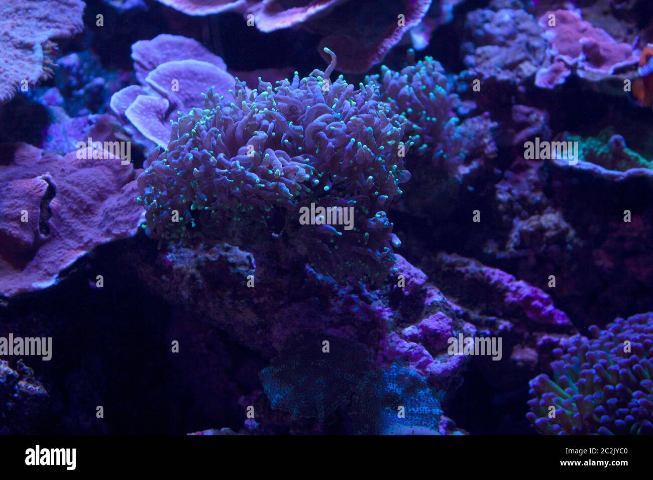 Korallenkolonie mit Bewegung und eigenem Leben in Mexiko Stockfoto