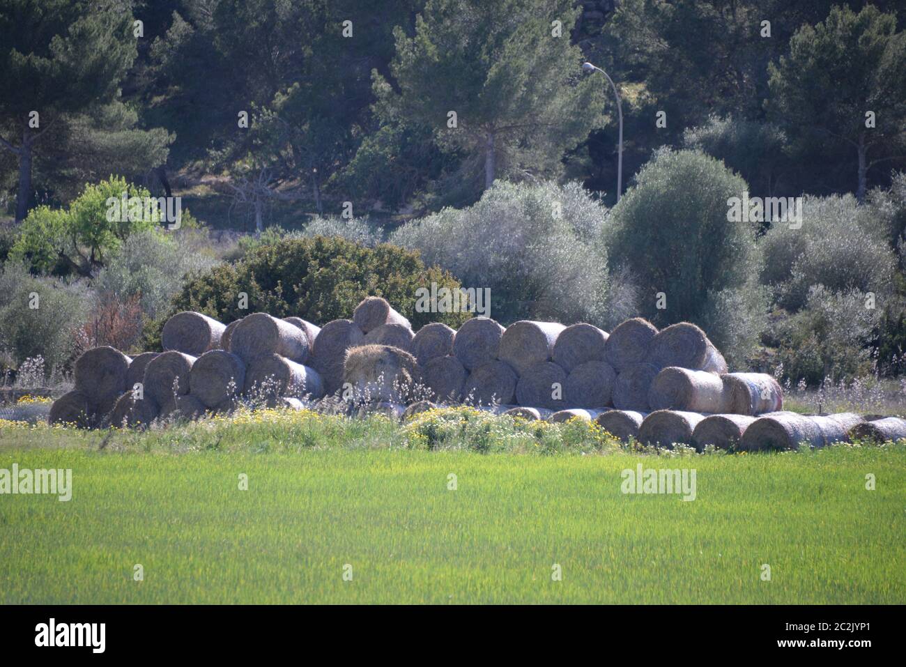Strohballen auf einer Wiese auf der Baleareninsel Mallorca, Spanien Stockfoto