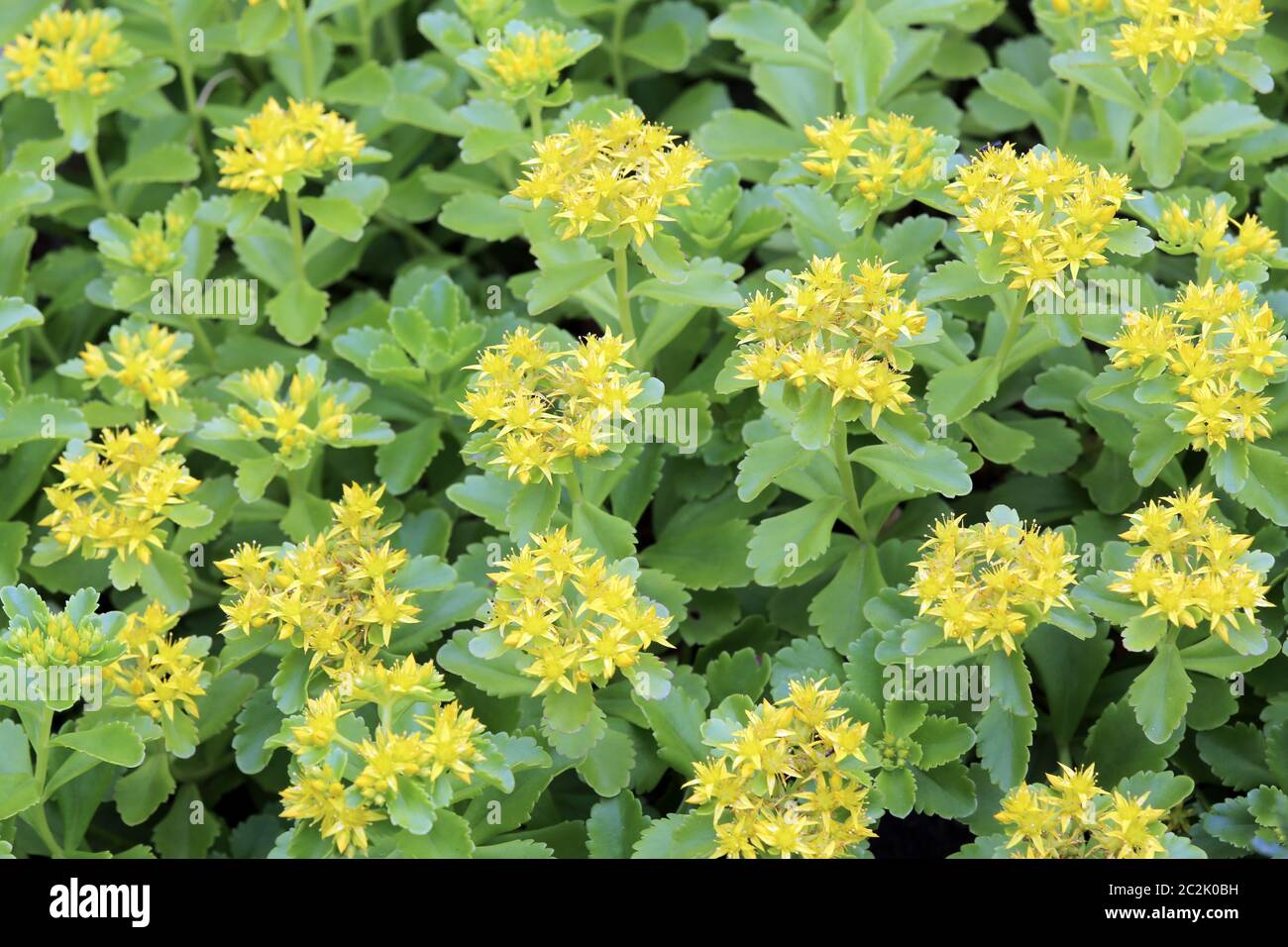 Kamtschatka-Fetthenne Sedum kamtschaticum auf einer Düne im Landesinneren Stockfoto